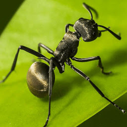 小小蚁国手游官方版(The Ants)