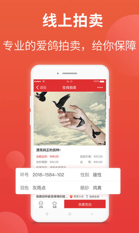 赛鸽头条app